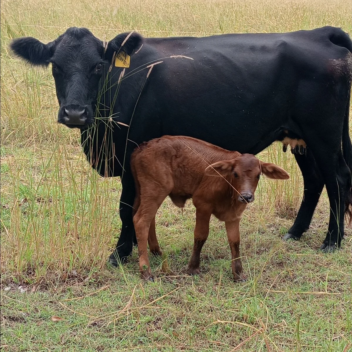 Farmyard Fables and Foibles – April 2024
